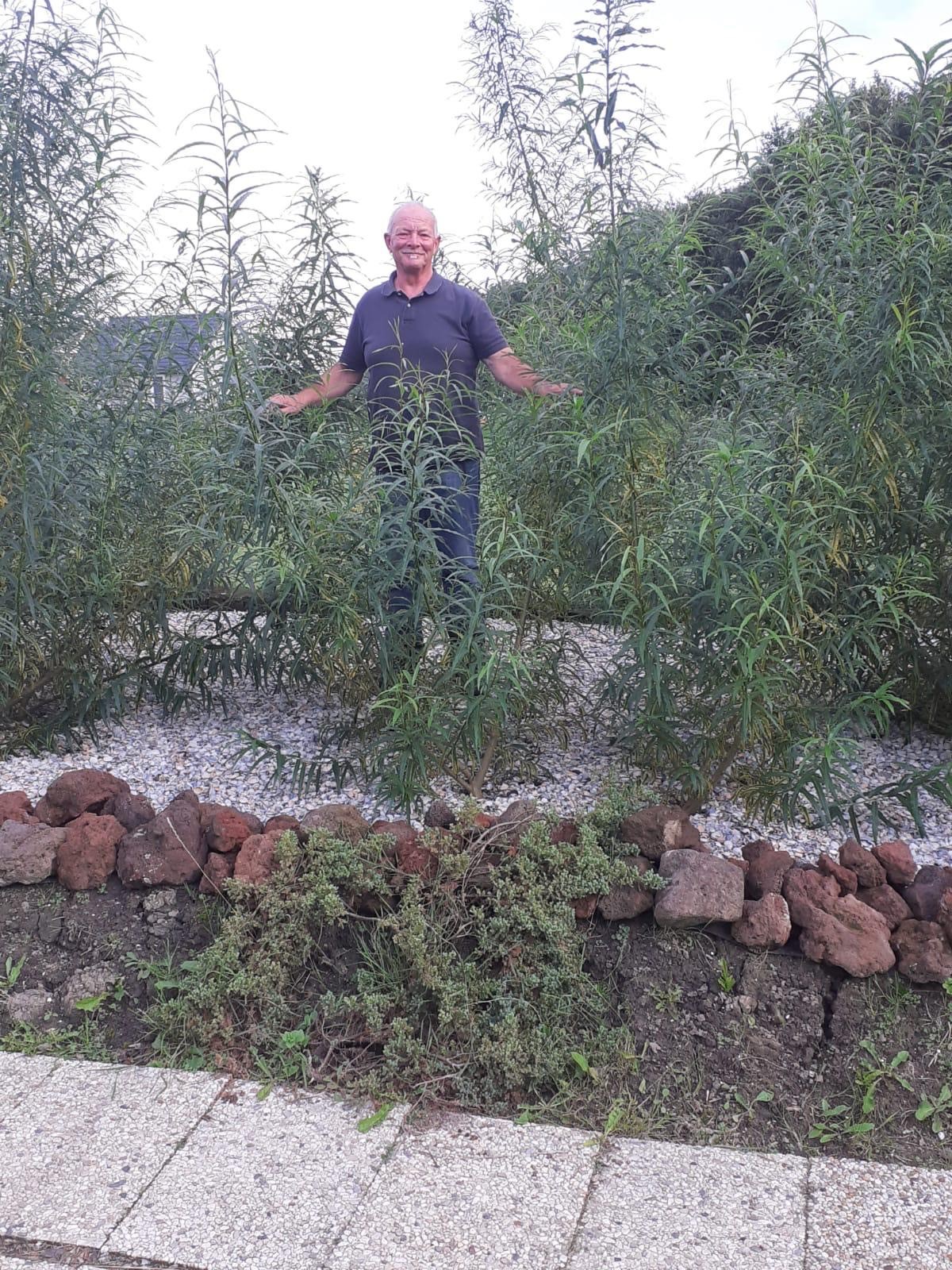 Wim van Leeuwen tussen de wilgen van het helofytenfilter