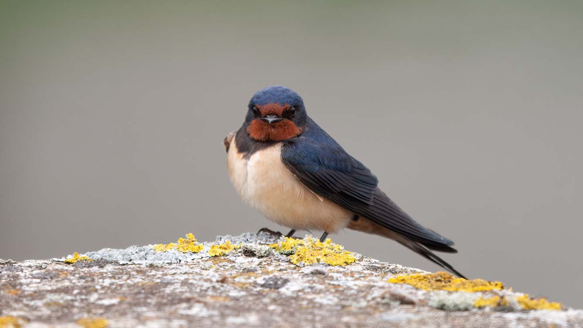 Natuuronderzoek Domineesweg afgerond