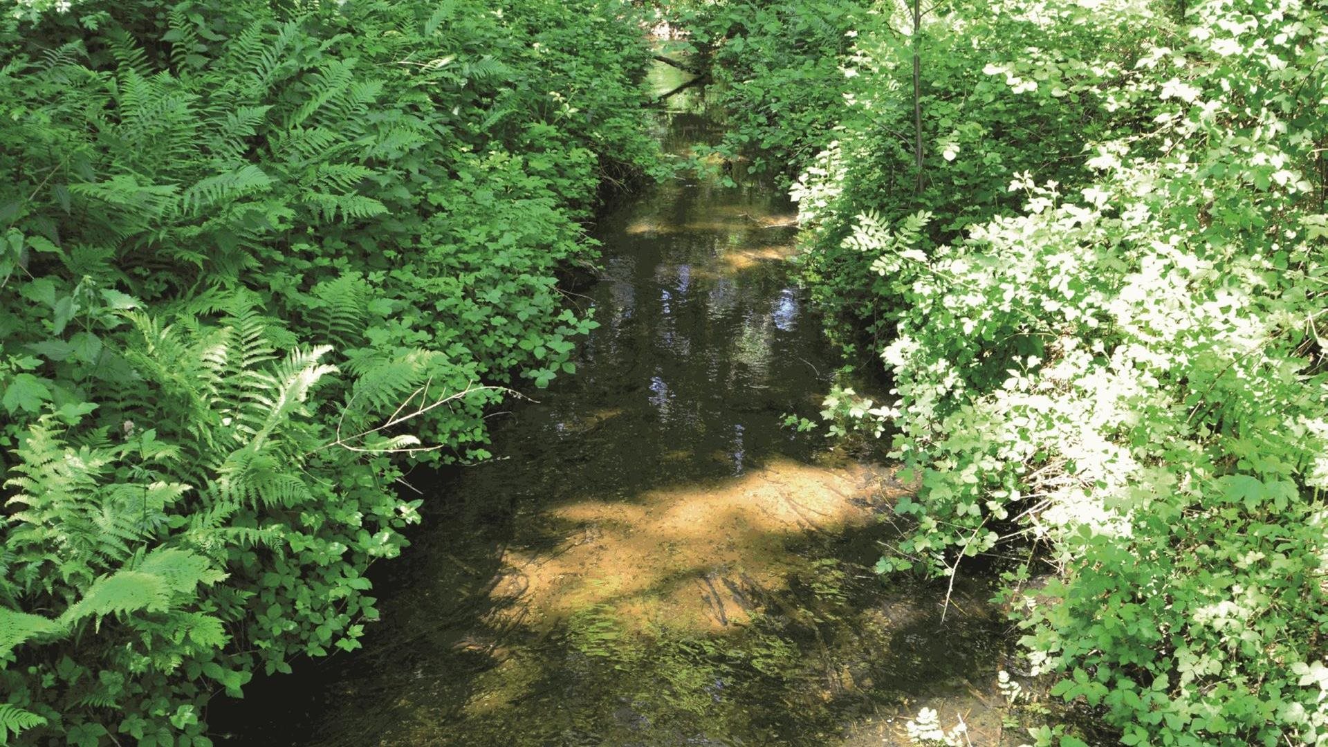 Het Waterloopbos