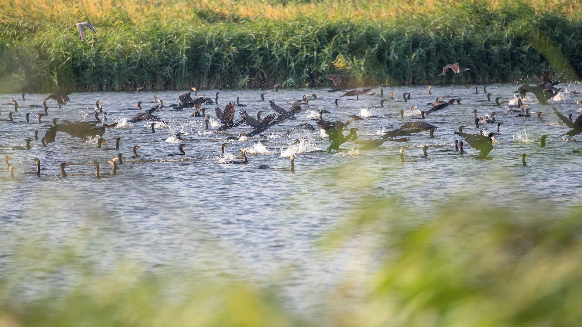NieuwLand Lepelaarsplassen Marjolein den Hartog Kissmyarts