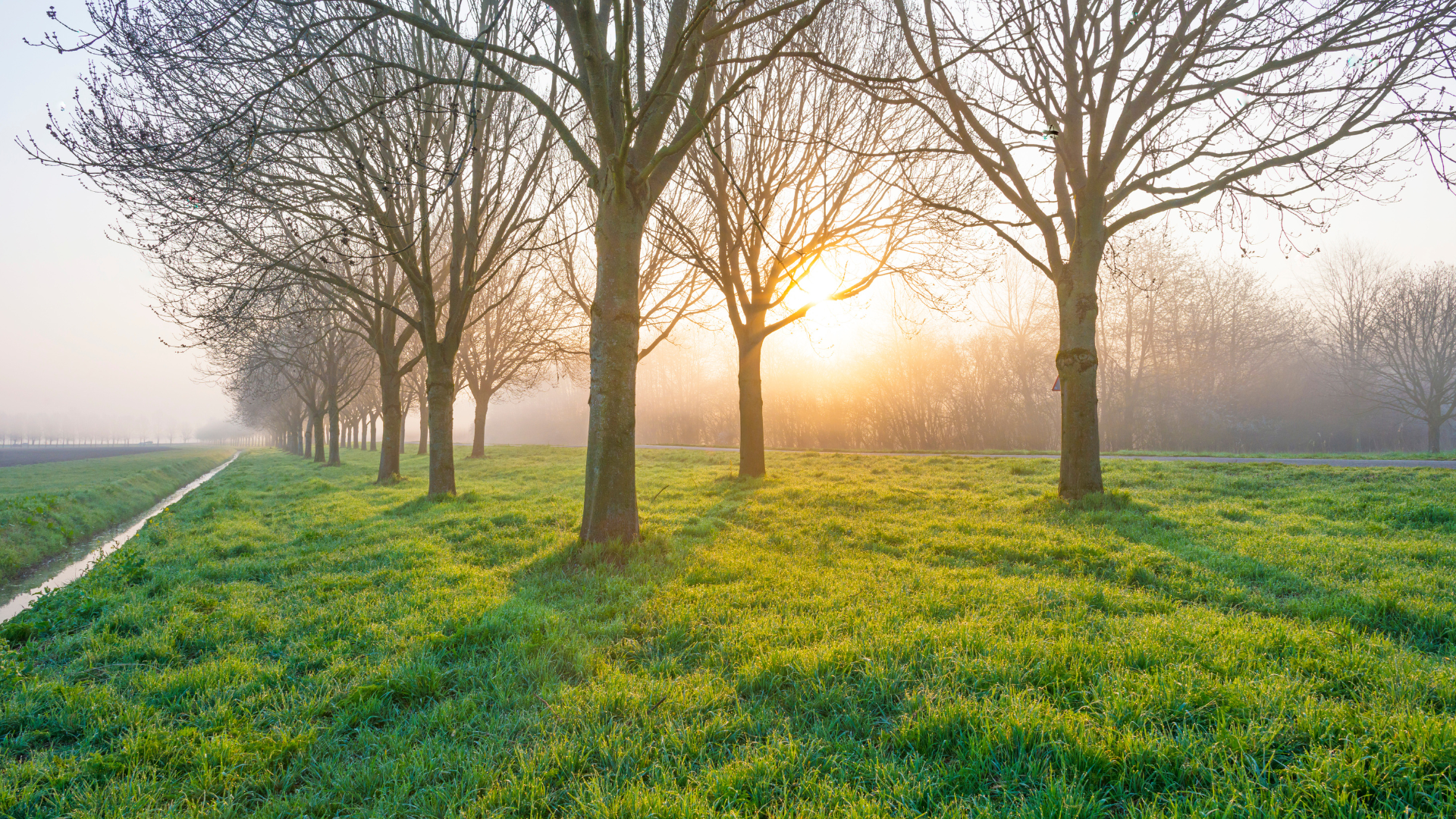 Bomen-in-de-mist