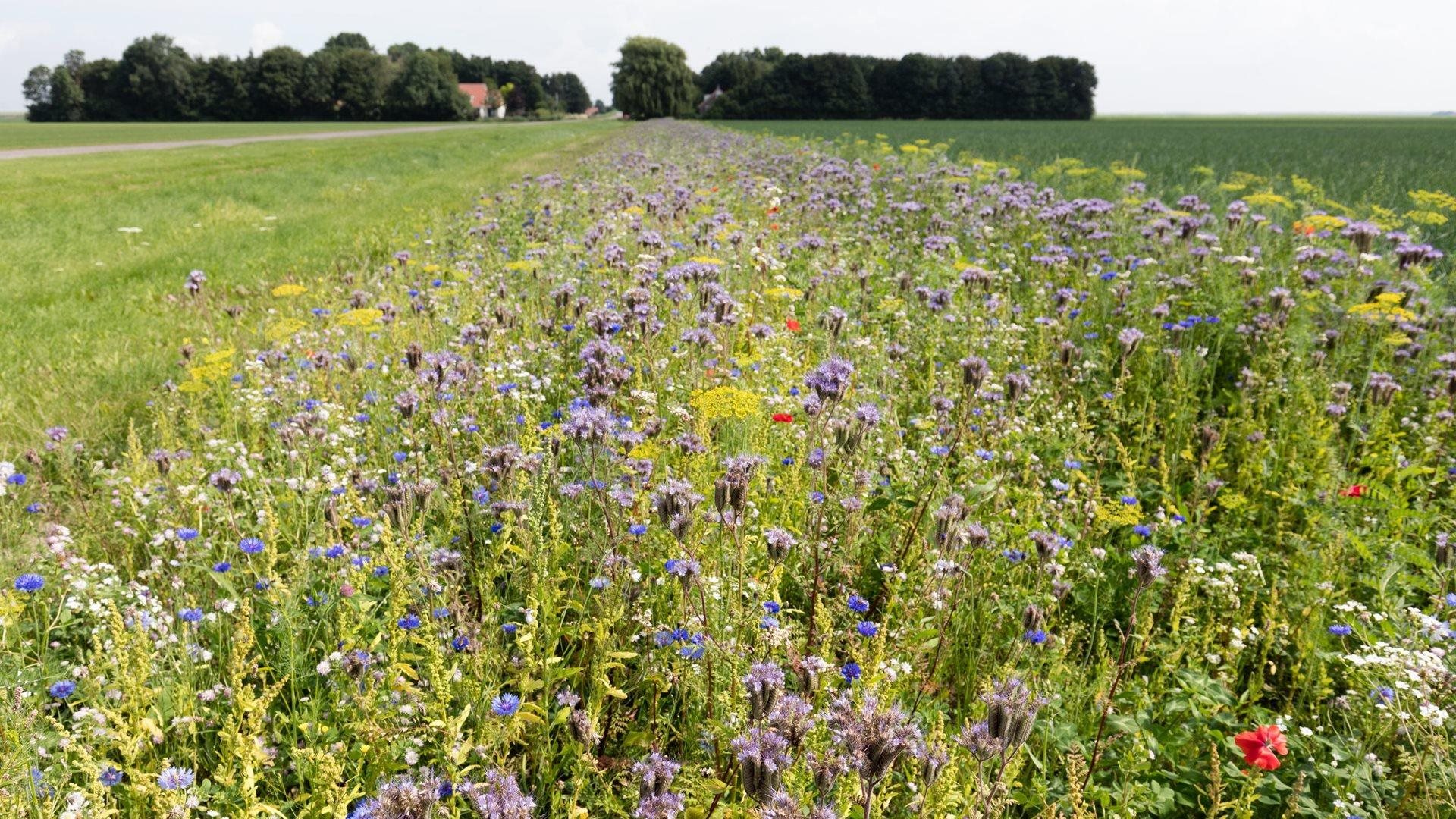 Een ecologische berm